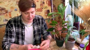 Аглаонема .Уход за аглаонемой. Мой опыт выращивания и мои секреты.