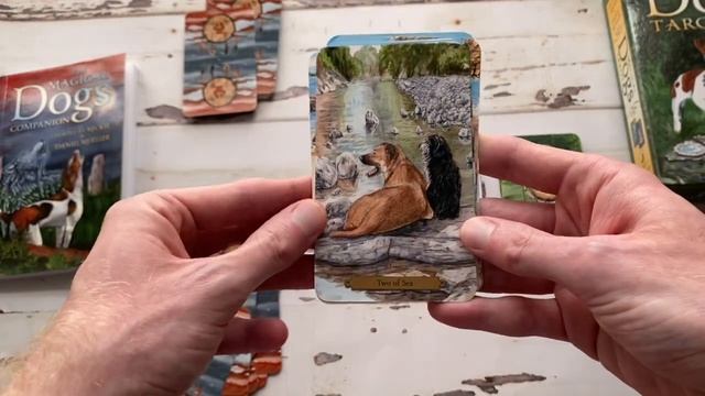 ?Magical Dogs Tarot?(Deck Review) смотреть онлайн