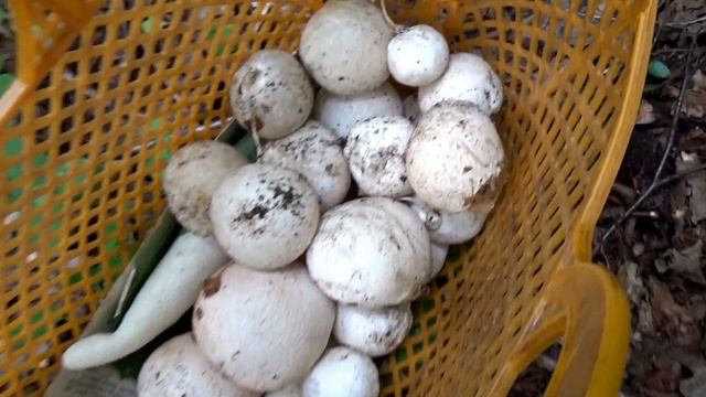 Грибы Веселки и их яйца в лесу. Как применить. смотреть онлайн