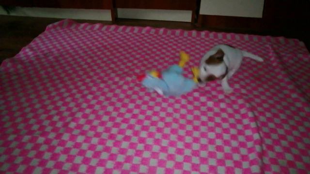 СОБАКА НАПАЛА НА КУРИЦУ! (Джек-Рассел-Терьер) смотреть онлайн