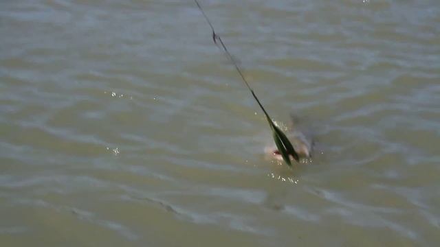 Рыбалка на белого амура. Рыба на 14200 смотреть онлайн