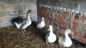 Получилось !! Что Делать если гусак выгнал гусыню из стада? Гусыню выгнали из стада