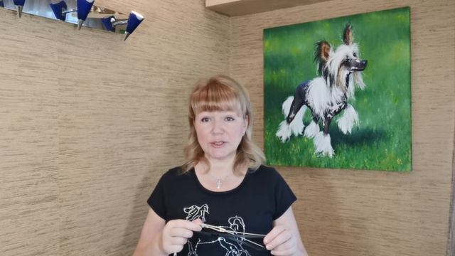 Выставка собак и все что нужно знать про это ( Новичкам ) Выпуск 1 . Китайская хохлатая собака . смотреть онлайн
