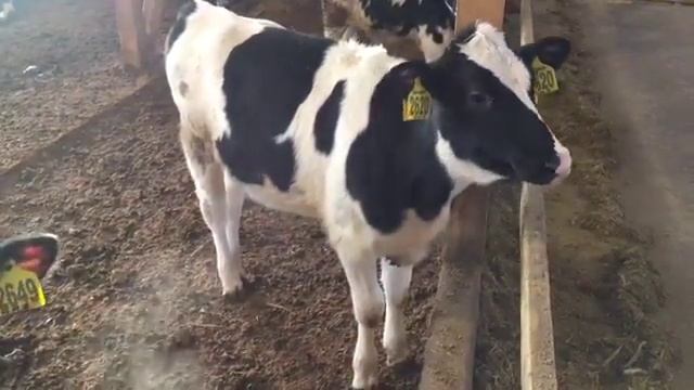 Нетели голштинской породы племзавода "Агрофирма "Детчинское"" смотреть онлайн