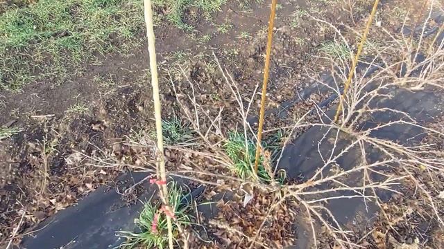 Обрезаю крыжовник, заготавливаю черенки смотреть онлайн