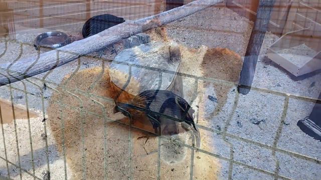 Зоопарк смотреть онлайн