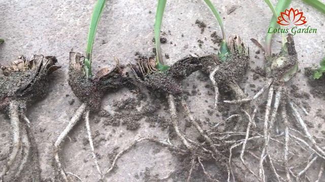 How to propagate amaryllis by root splitting method, fast and easy смотреть онлайн