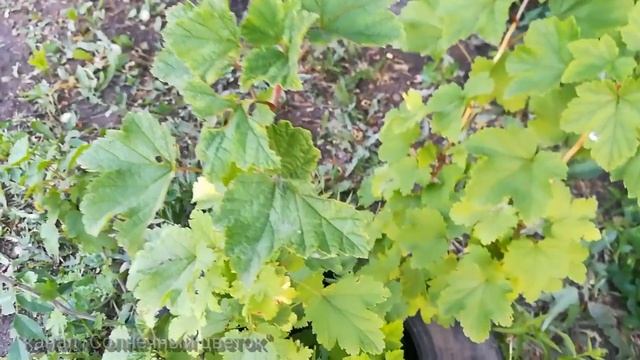 Деревья и кустарники у нас в саду (яблоня, слива, груша, клубника, крыжовник, малина, смородина) смотреть онлайн