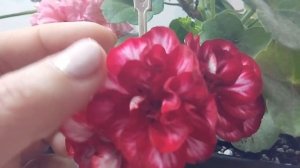 Пеларгония Зебра Ли (Zeebra Lee ), Тоскана Максима (Toscana Maxima), Никс (Toscana Nixe ).