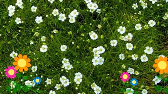 Мшанка шиловидная Суприм (Supreme). Краткий обзор, описание характеристик, где купить саженцы смотреть онлайн