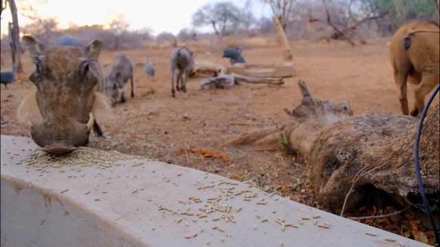 boar eats кабан ест смотреть онлайн