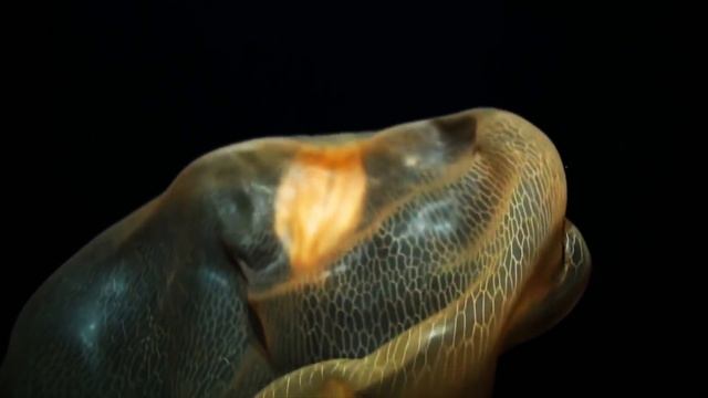 Top 5 Mesmerizing Deep Sea Creatures | Deepsea Oddities: Countdown смотреть онлайн