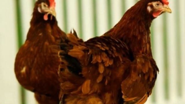 Разведение кур породы Редбро как бизнес идея | Куры Редбро смотреть онлайн