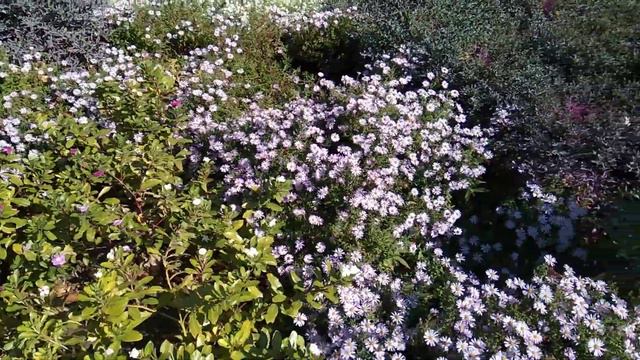 Пчелы носят мед и пыльцу. 7 октября 2021г. смотреть онлайн