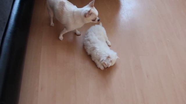 Чихуахуа и её сын/Chihuahua and her son смотреть онлайн