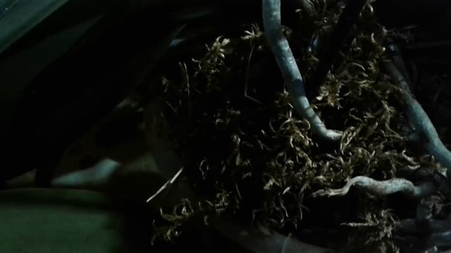 Орхидея потеряла тургор, что делать. смотреть онлайн