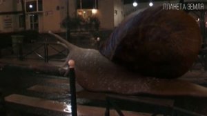 Улитки: Удивительные моллюски | Интересные факты про улиток