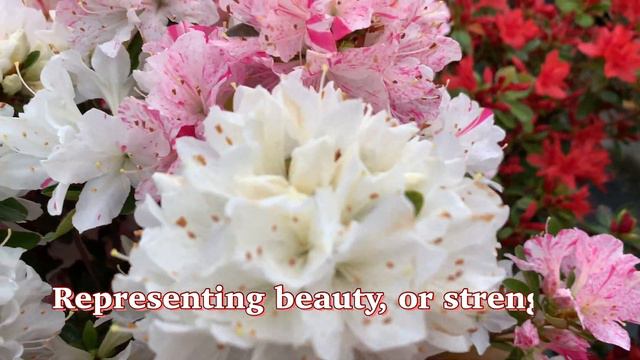 Spring Flowers in Japan | Flowers in Japan | Sakura Flowers in Japan | Cherry Blossoms in Japan смотреть онлайн