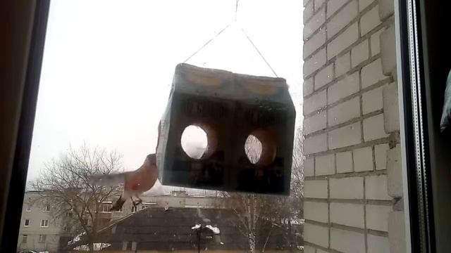 Нашествие снегирей 2019 смотреть онлайн