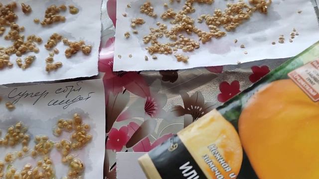 #дача #лето семена помидоров.