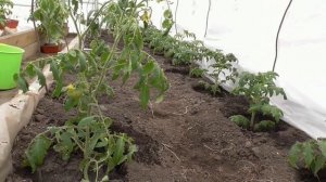 Посадка томатов в теплицу. Полная версия со всеми подробностями и объяснениями.