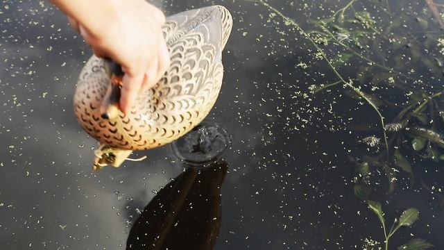 Есть Трофей!