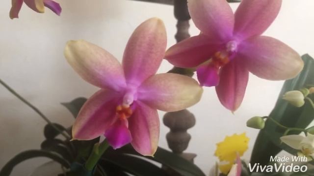 Фаленопсис Лиодоро. Ароматные орхидеи. Phalaenopsis Liodoro смотреть онлайн