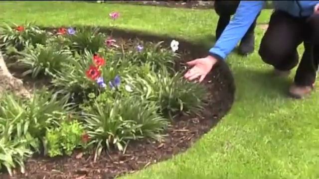 Magnolia soulangeana.m4v смотреть онлайн