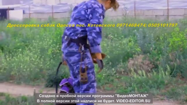Дрессировка собак Одесса Отработка преследование с перехватом ЗКС) смотреть онлайн