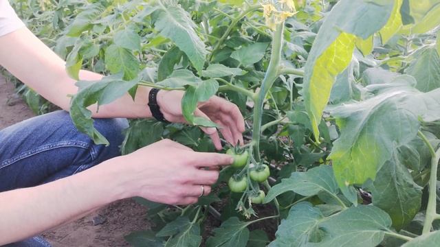 Нехватка кальция. Вершинная гниль и некроз плодов томата! смотреть онлайн