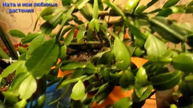 Комнатные цветы// Мини обзор моих суккулентов смотреть онлайн