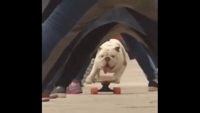 Смешное видео, приколы. Funny смотреть онлайн