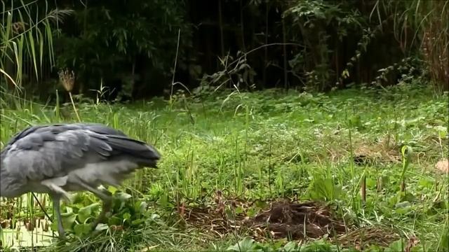 Познавательная минутка «В гостях у лесных жителей. Китоглав» смотреть онлайн