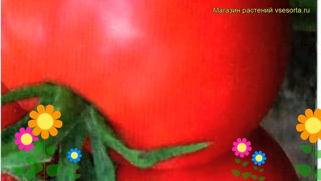 Томат обыкновенный Розовая Ляна. Краткий обзор, описание характеристик, где купить семена смотреть онлайн