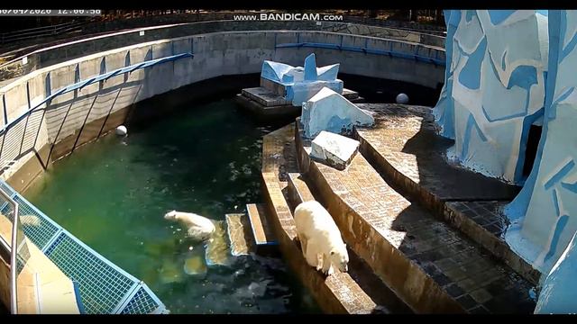 После вчерашнего отдыха медвежата резвятся 30.04.2020 смотреть онлайн