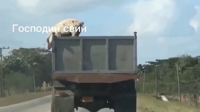 Мем: Господин Свин выпал из грузовика смотреть онлайн