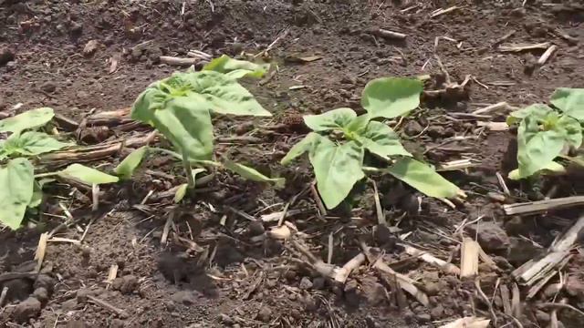 John Deere DB55 Exact Emerge Sunflower Seeding (Всходы подсолнечника) смотреть онлайн