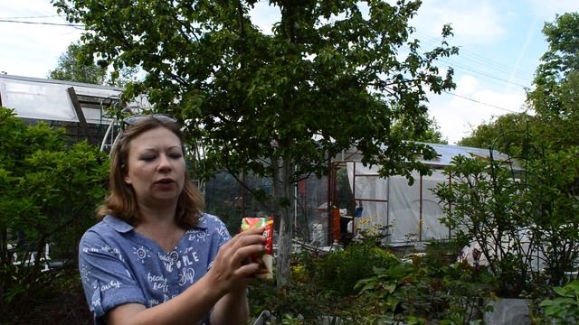 Как Защитить Яблоню От Плодожорки | Вредители яблони весной смотреть онлайн