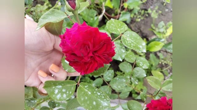 Пересорт. Ищу имя розы. смотреть онлайн