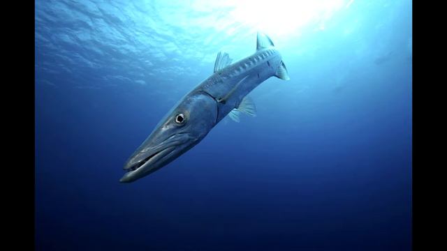 Опасность красного моря, берега Египта. Баракуда часть 2 смотреть онлайн