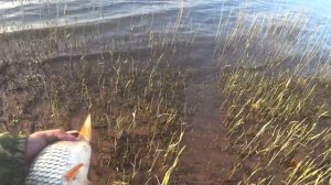 Рыбалка на реке Волге Ловля Донными Снастями Голавль