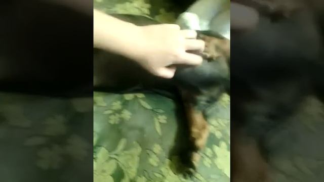 Чюдо юдо рыба кит смотреть онлайн