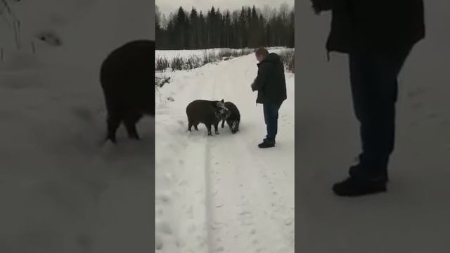 Накормили диких кабанов смотреть онлайн