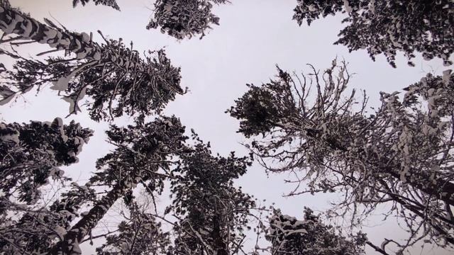 Поездка в ущелье реки Мамай. #adventure #вэнлайф #путешествия #jackrussellterrier #джекрасселтерьер смотреть онлайн