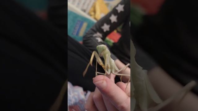 африканский древесный богомол. после линьки окрепшая самка смотреть онлайн