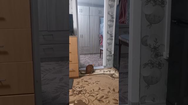 Купила игрушку гусеница, счастью Шурика нет предела смотреть онлайн