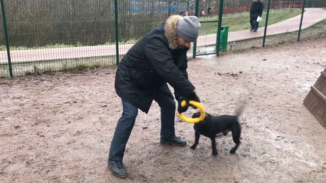 Стаффордширский бультерьер 8 мес: вывод из игры / Staffy 8 months: conclusion from the game смотреть онлайн