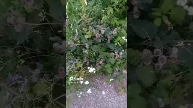 лопух смотреть онлайн
