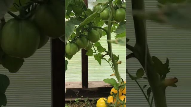 Бабушкина теплица-самая лучшая теплица! Урожай 2018 года. Наши помидоры смотреть онлайн