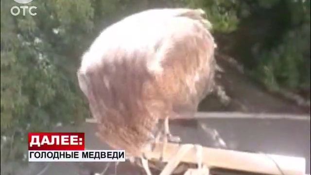 Жители Академгородка приручили черного коршуна смотреть онлайн